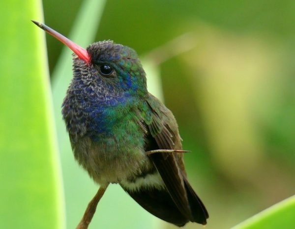 beija-flor-abelha