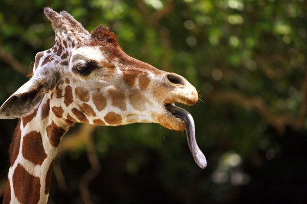 fde14-giraffe-with-tongue-out