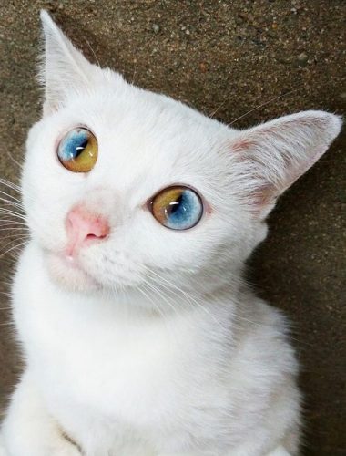 Do Cats Have Blue Eye Do Cats Have Blue Eye