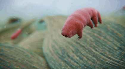 1 gif