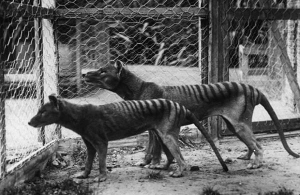 Animais que a ciência está tentando reviver depois da extinção