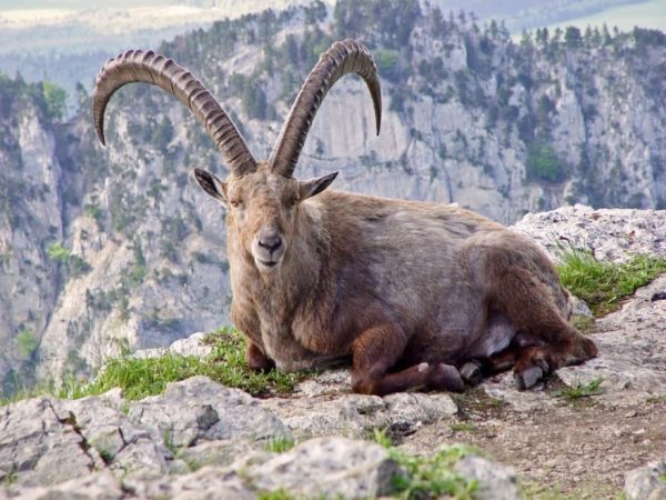 Animais que a ciência está tentando reviver depois da extinção