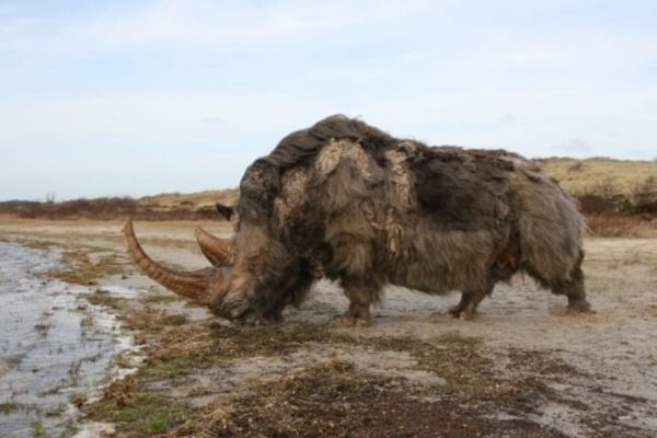 Animais que a ciência está tentando reviver depois da extinção