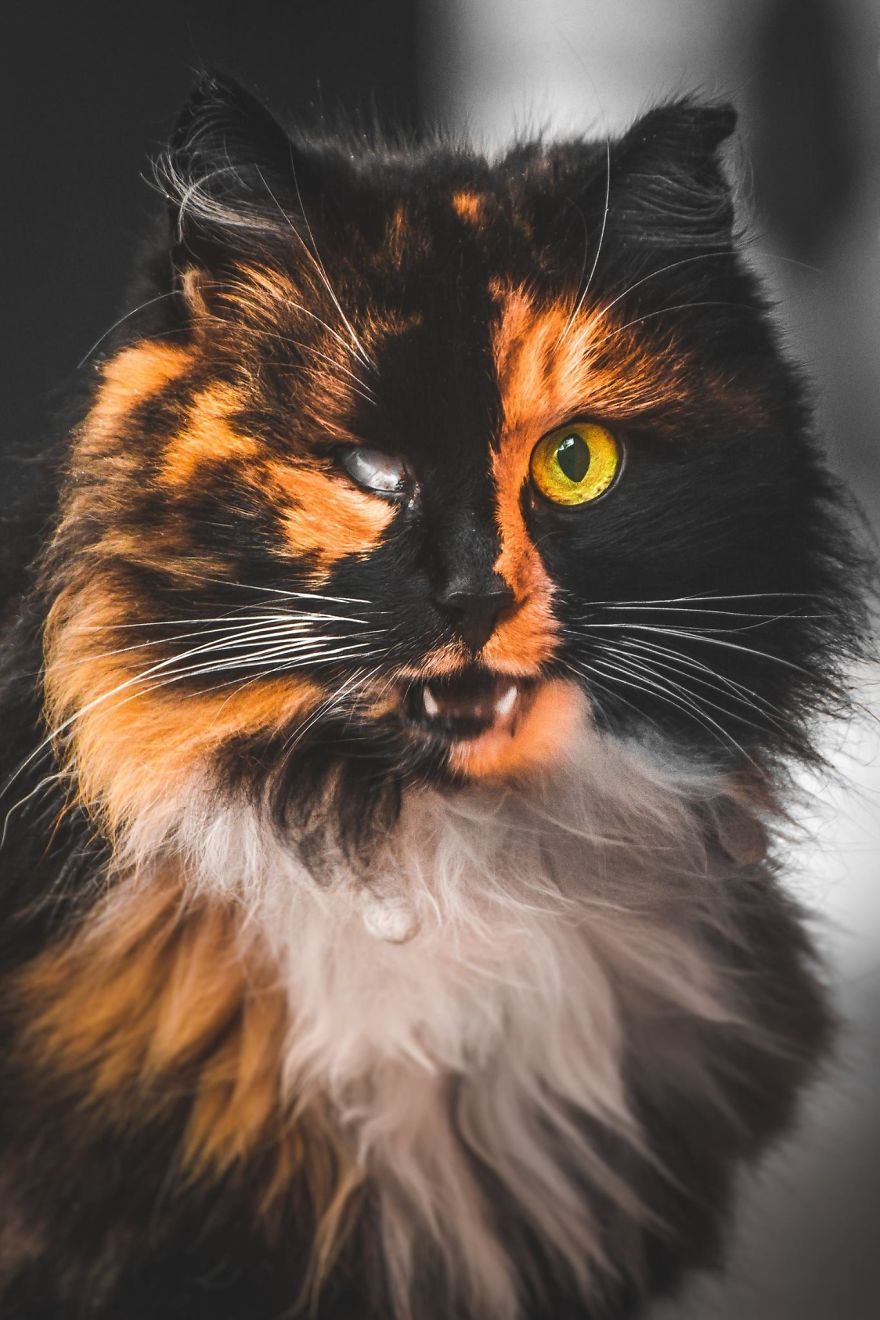 A beleza dos gatos de rua espalhados pelo mundo. A beleza dos gatos de rua espalhados pelo mundo.