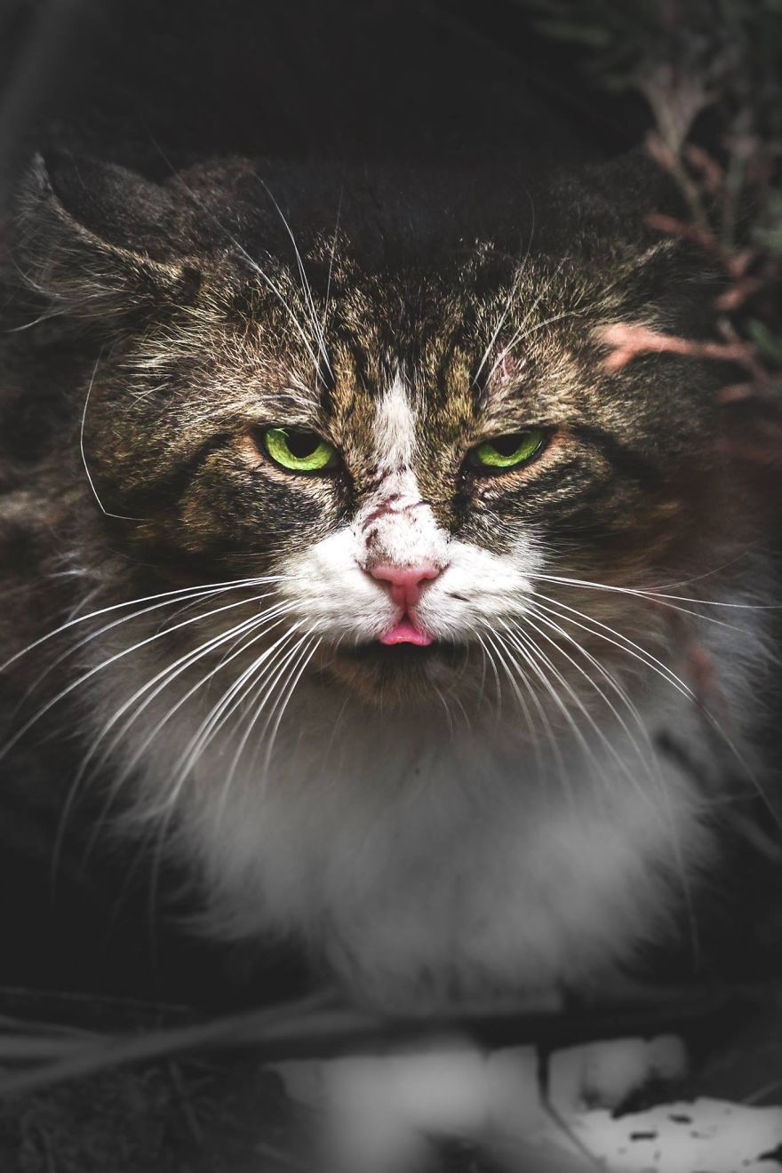 A beleza dos gatos de rua espalhados pelo mundo. A beleza dos gatos de rua espalhados pelo mundo.