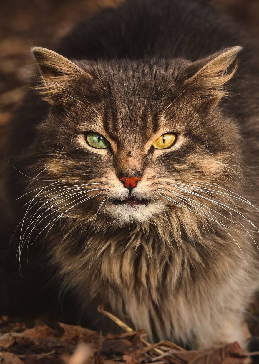 A beleza dos gatos de rua espalhados pelo mundo. A beleza dos gatos de rua espalhados pelo mundo.