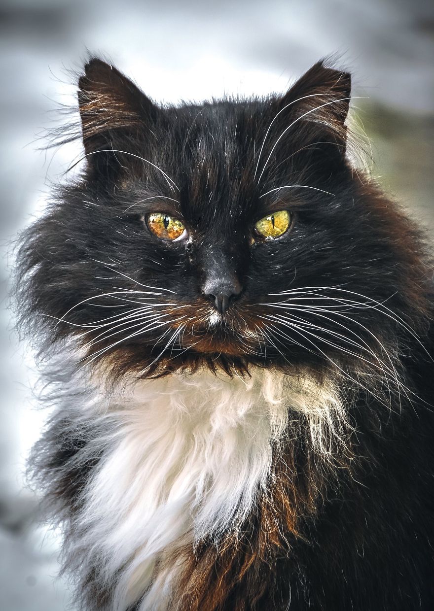 A beleza dos gatos de rua espalhados pelo mundo. A beleza dos gatos de rua espalhados pelo mundo.