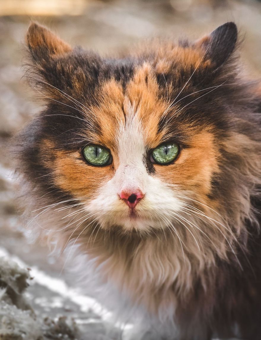 A beleza dos gatos de rua espalhados pelo mundo. A beleza dos gatos de rua espalhados pelo mundo.