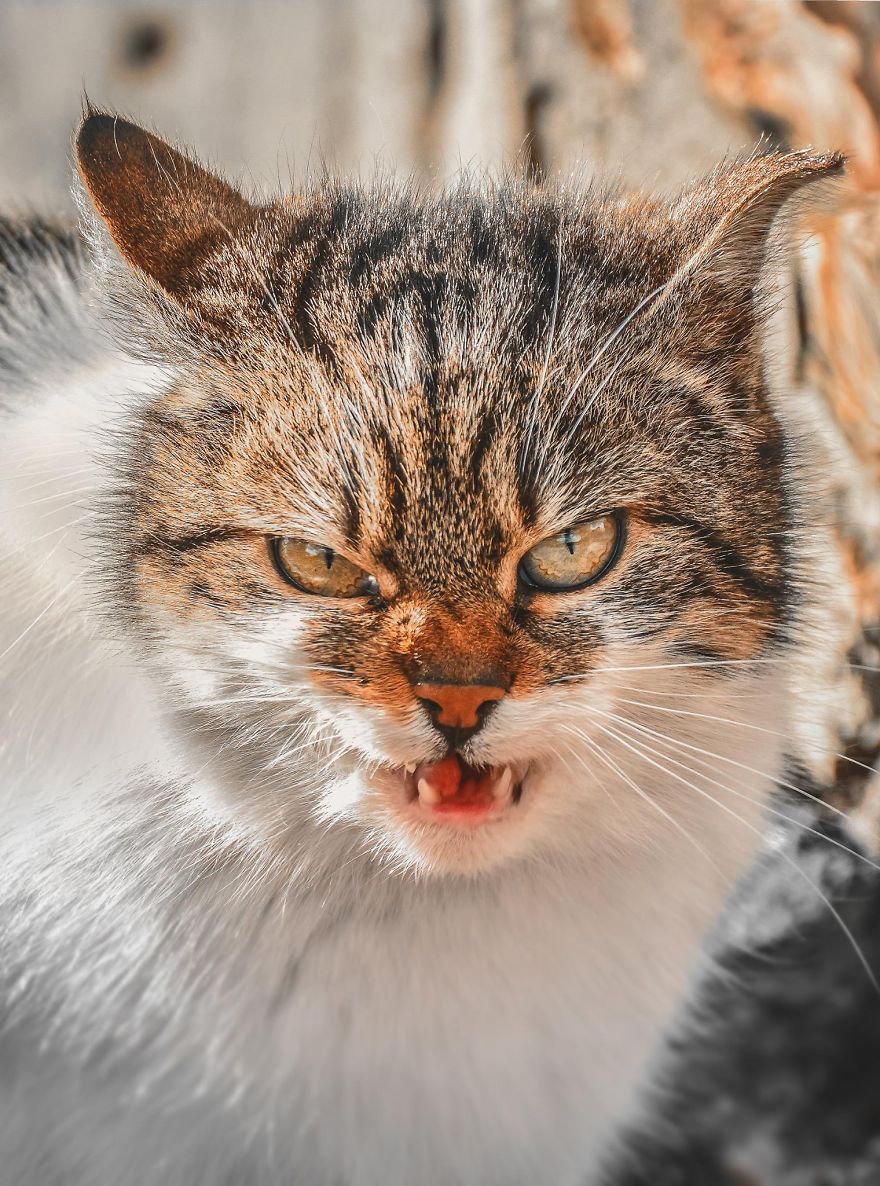 A beleza dos gatos de rua espalhados pelo mundo. A beleza dos gatos de rua espalhados pelo mundo.