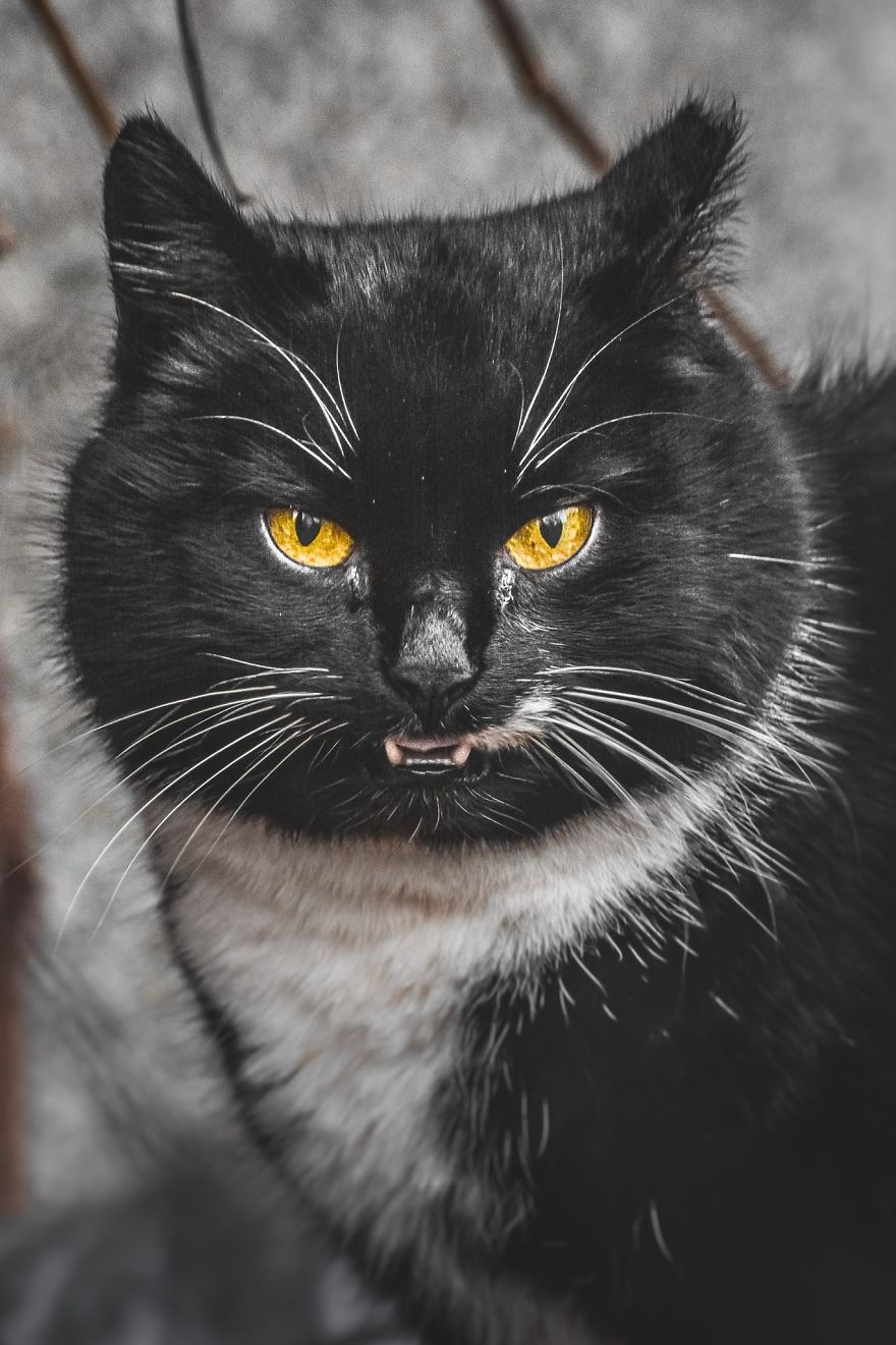 A beleza dos gatos de rua espalhados pelo mundo. A beleza dos gatos de rua espalhados pelo mundo.