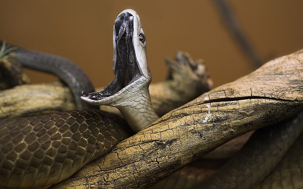 Os mais assustadores ataques de cobras - ISTOÉ Independente
