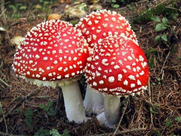 Amanita (Reprodução Diário da Bio)