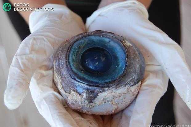 As criaturas mais misteriosas do planeta