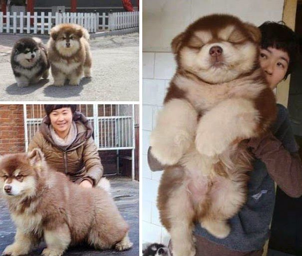 23 cruzamentos incríveis e estranhos entre cães