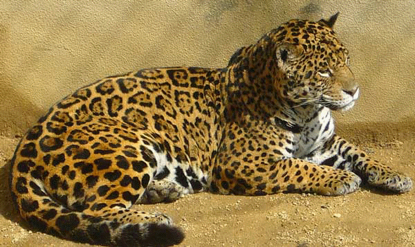 Leopardo-Amur