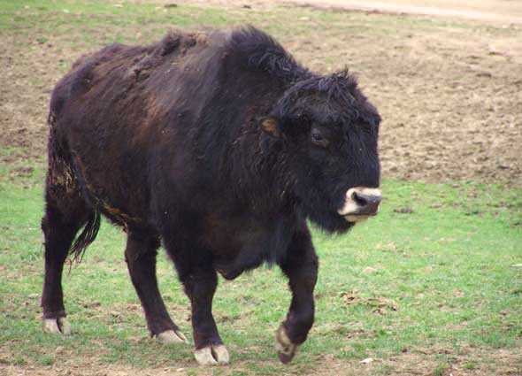 beefalo