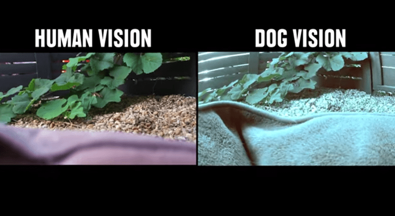 Como os animais enxergam o mundo?