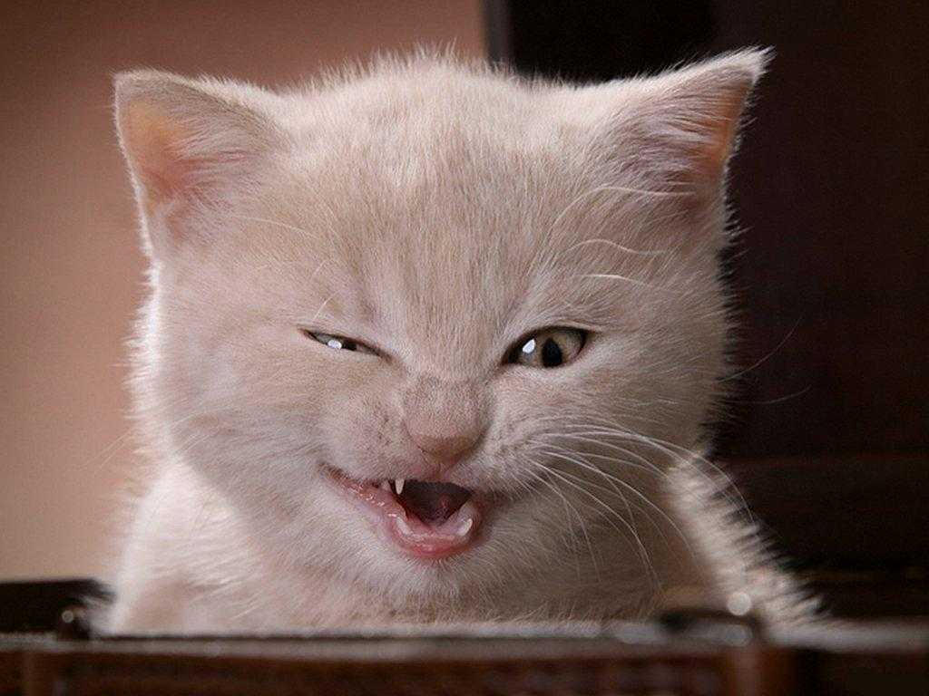 Por que dizem que gatos possuem 7 vidas?