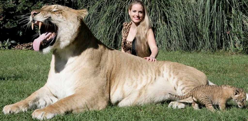 7 cruzamentos incríveis entre espécies 