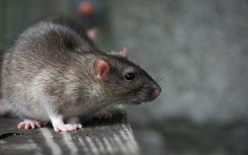 Por que o rato é usado como cobaia?