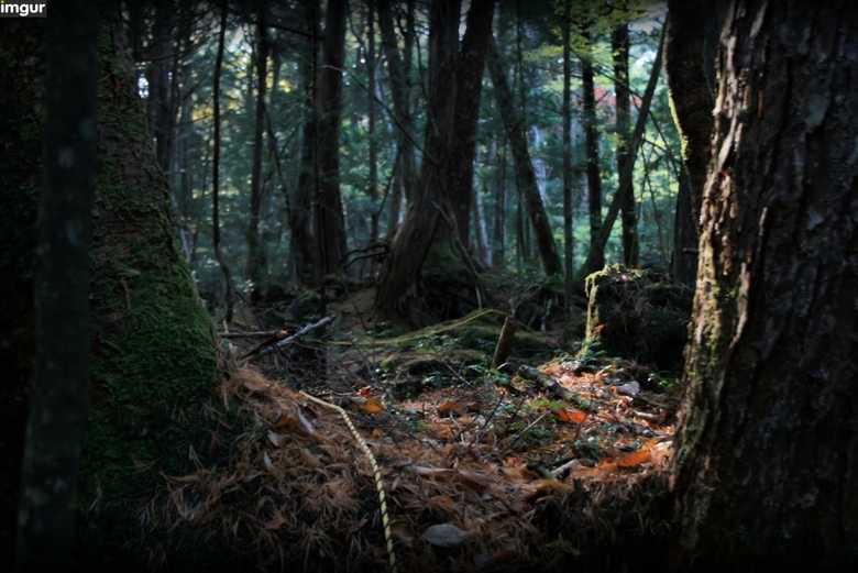 Aokigahara: O vale dos suicidas