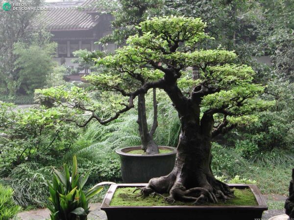 20090908-bonsai