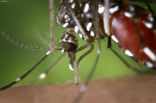Aedes_albopictus_2