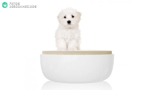 Luxury-dog-beds-2014-petite-sofa-minimal-white