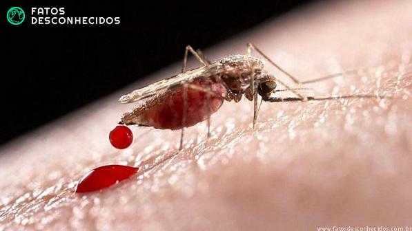 Mosquito-transmissor-da-malaria-size-598