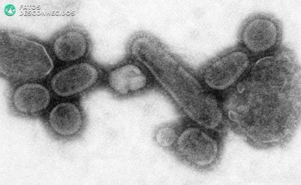 Reconstructed_Spanish_Flu_Virus