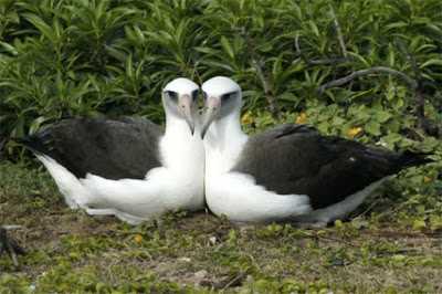 albatrozes