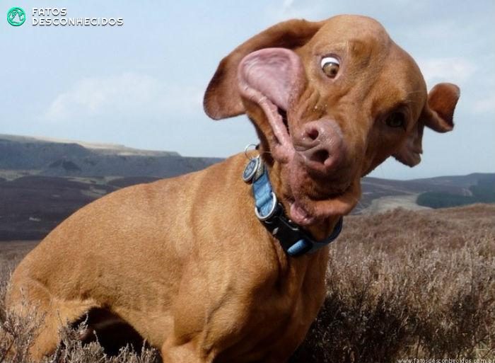 Conheça os bichos menos fotogênicos do planeta