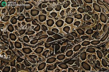 Vídeo impressionante mostra reação do sangue ao veneno de cobra