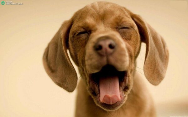 puppy yawn