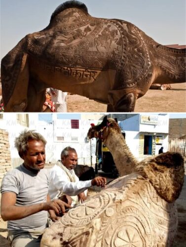 a99083_animal-canvas_1-camel