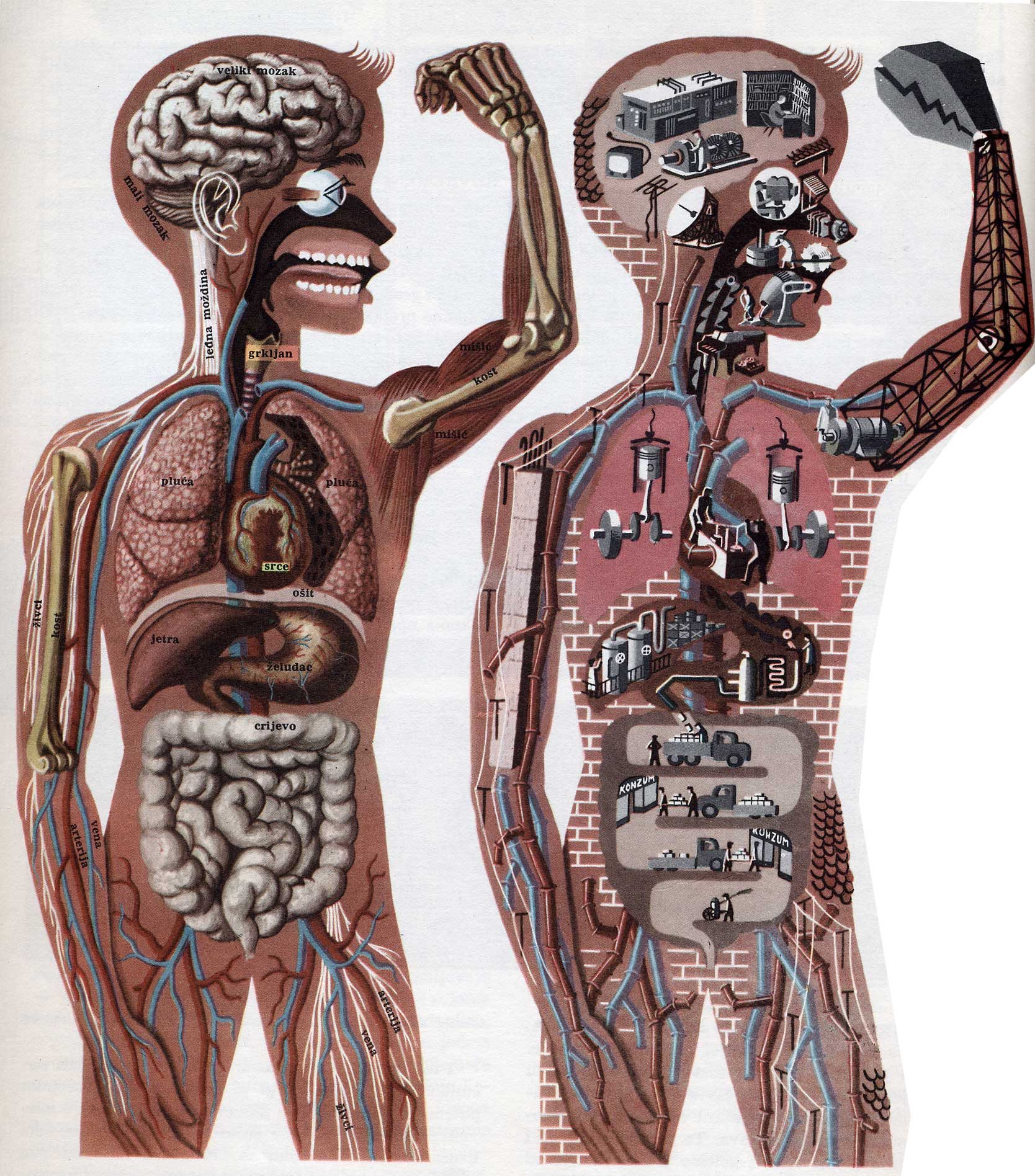 Você acha que conhece o seu corpo? Descubra 10 coisas que você nem imagina sobre ele