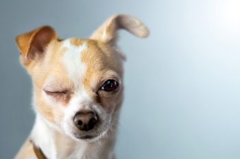 6 truques para adestrar seu cachorro