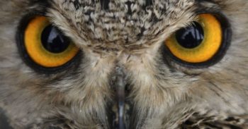 10 animais com incríveis poderes mutantes
