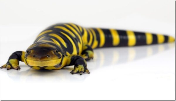 tiger-salamander_thumb1