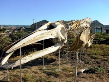 6 produtos tecnológicos que estão à beira da extinção