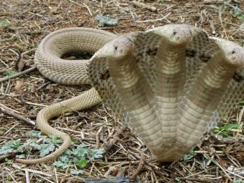 9 tipos de cobras e serpentes que parecem ter sido feitas no Photoshop