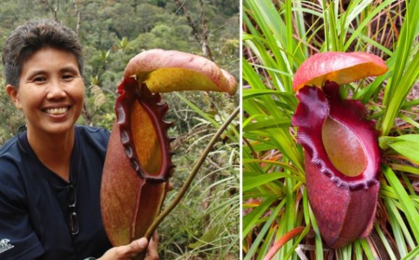 Bonitas e bizarras: 8 das plantas mais estranhas do mundo – Fatos ...