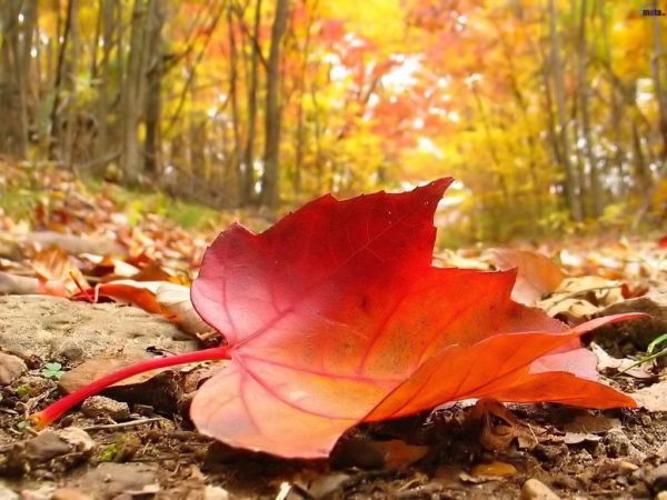 Autumn-falling-leaf