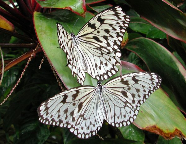 Black-and-white-butterflies-butterflies-4087994-1369-1065