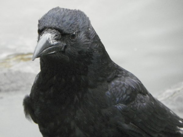 Carrion_Crow_aka_Corvus_corone