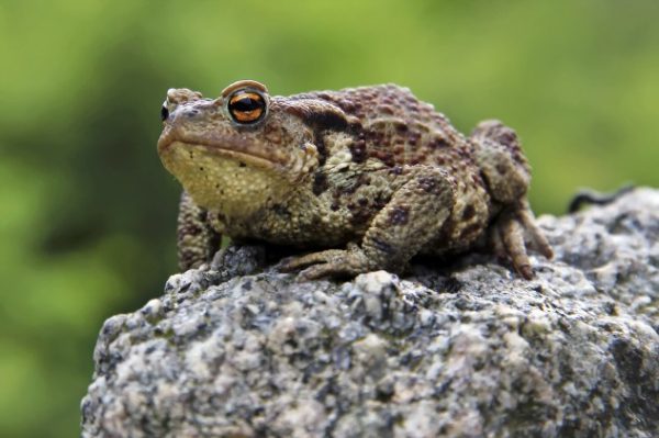 Frog-e1414441285868