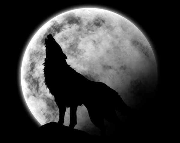 Wolf-Howl-world-of-wolfs-and-werewolfs-11131990-1024-819