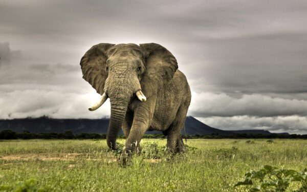 african-elephant-wallpaper-04