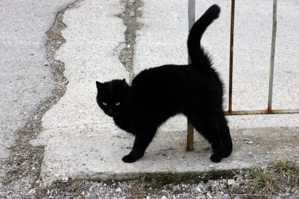 black-cat1