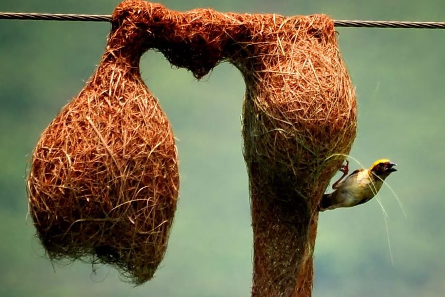 Impressionante! 8 dos engenheiros mais incríveis da natureza